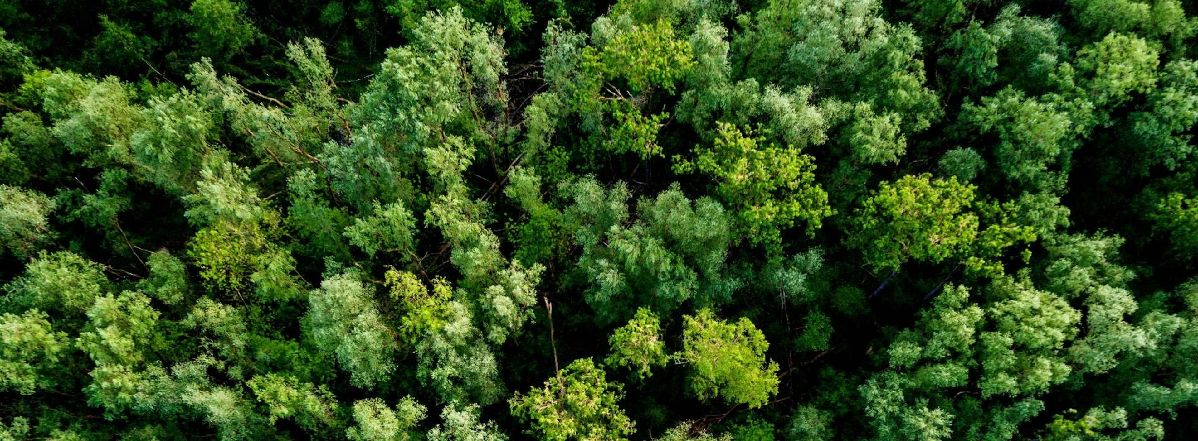 Forêt