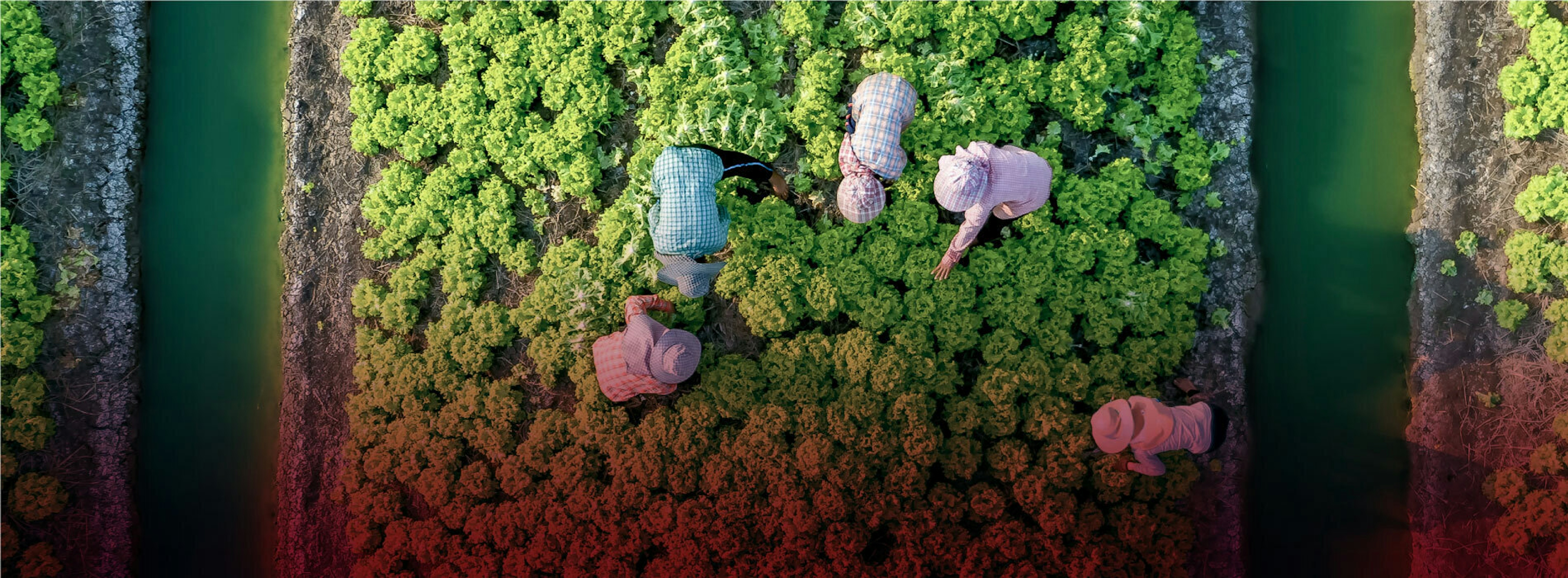 Five people in a crop field