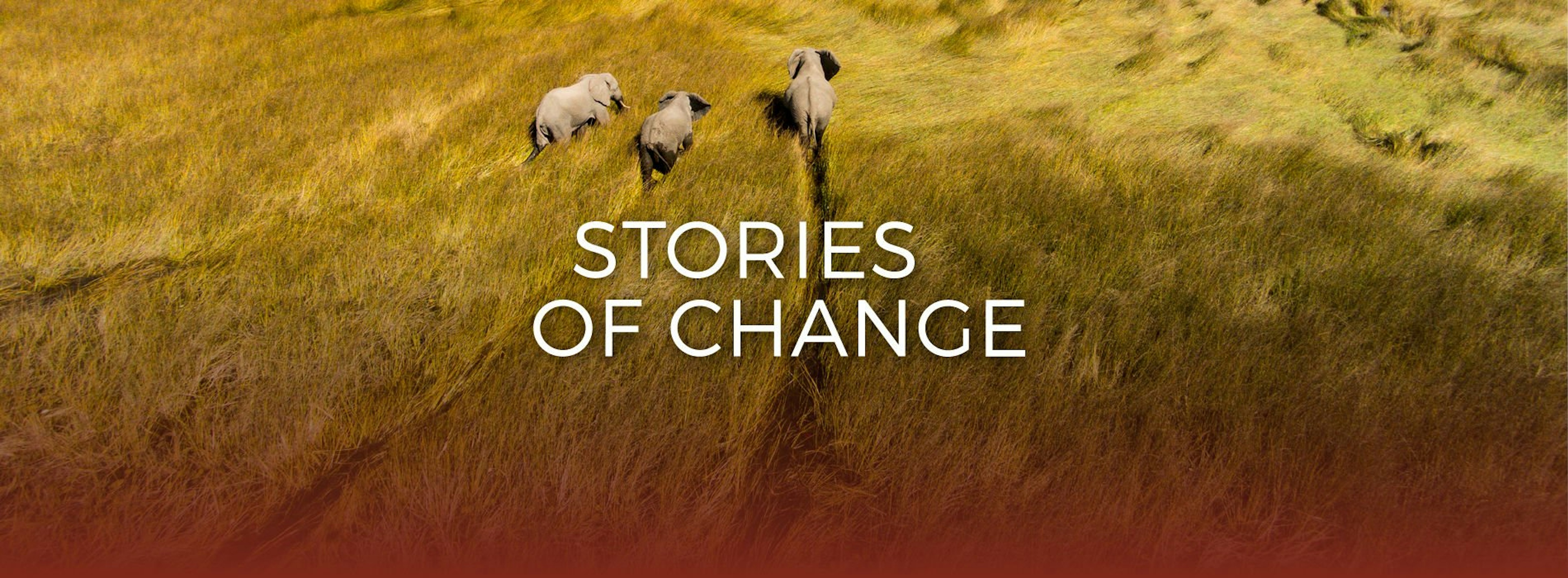 Elephant walking in the wild, with the text 'Stories of Change' overlaid on the image