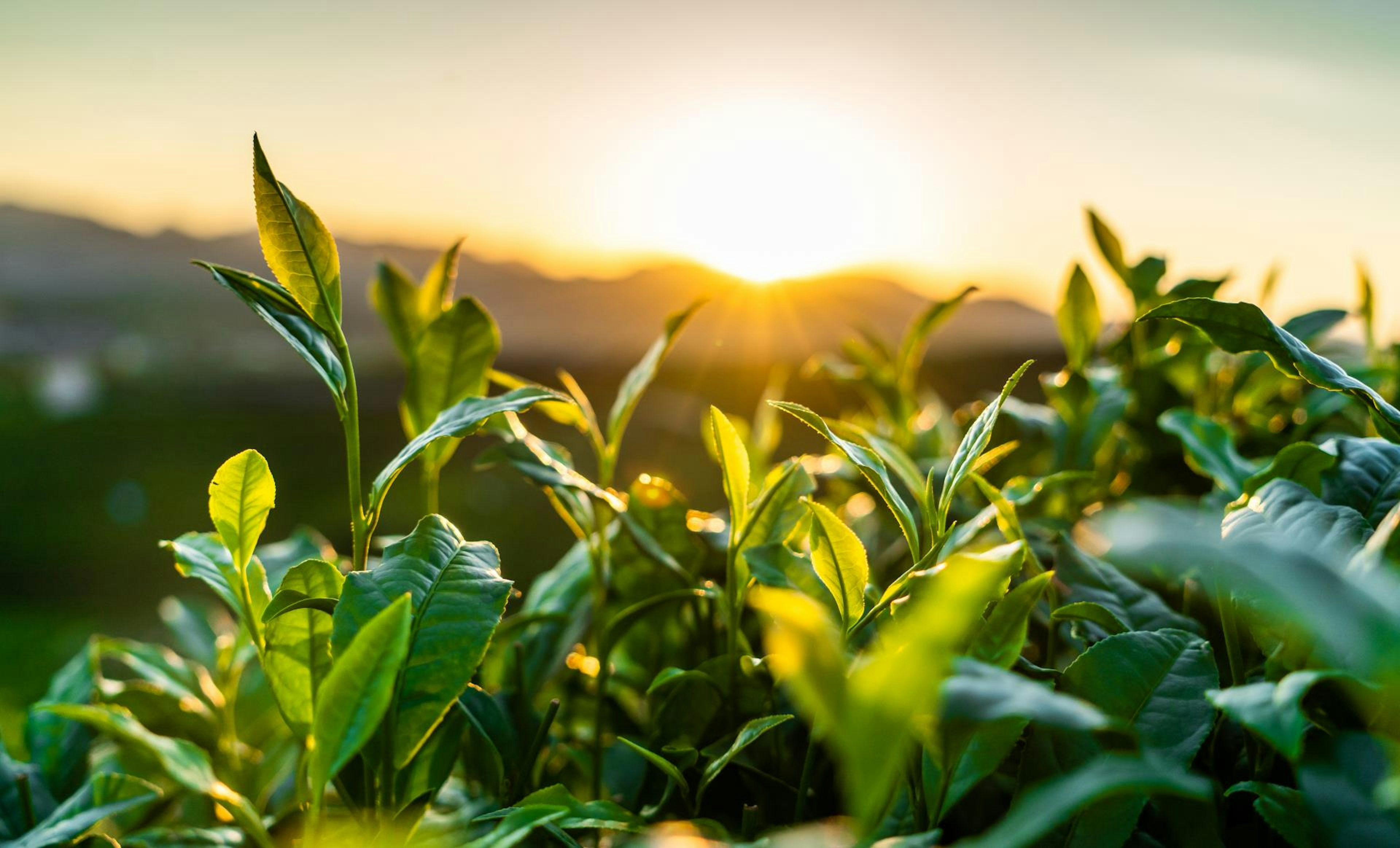 Photo d'un jardin avec un coucher de soleil