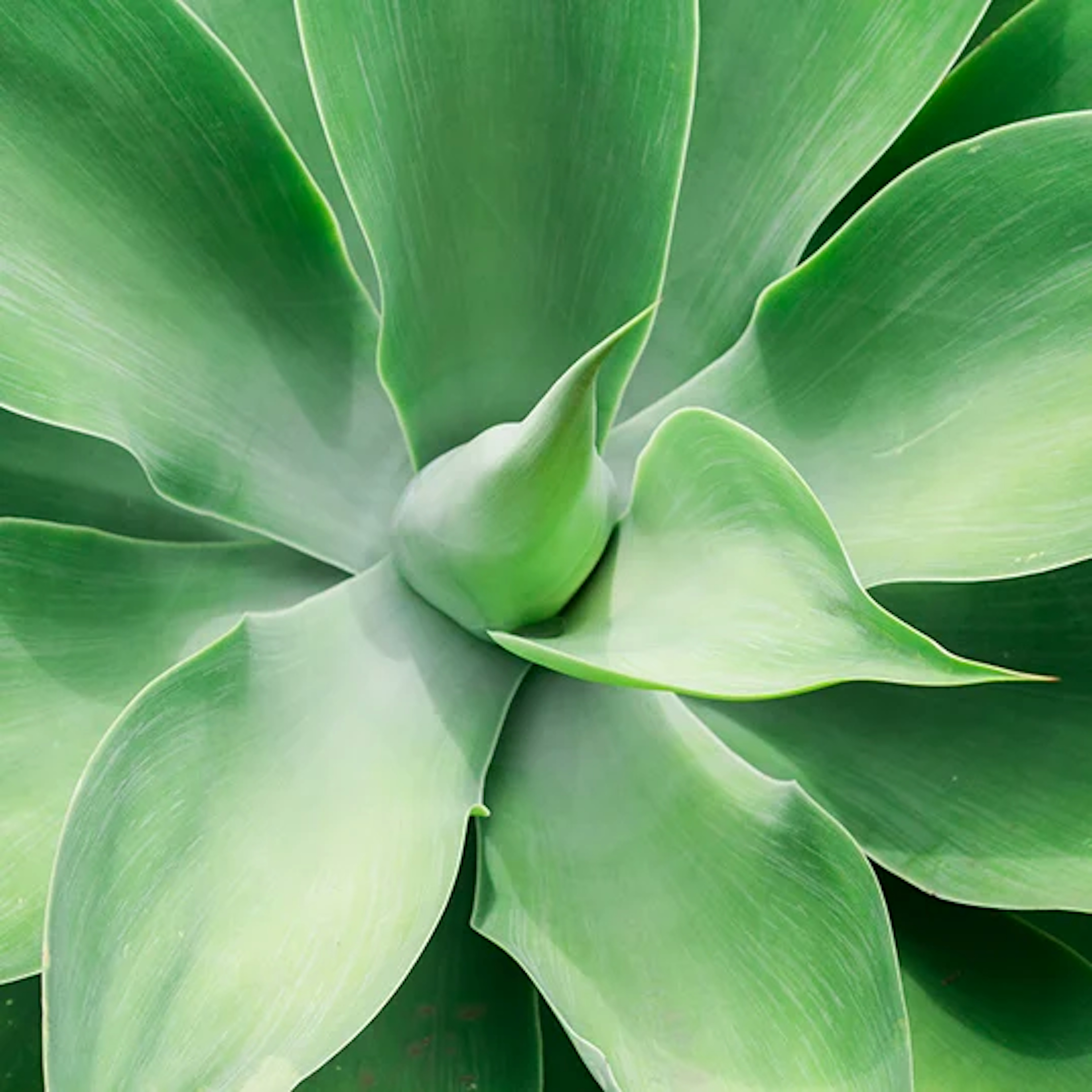 Photo d'une feuille