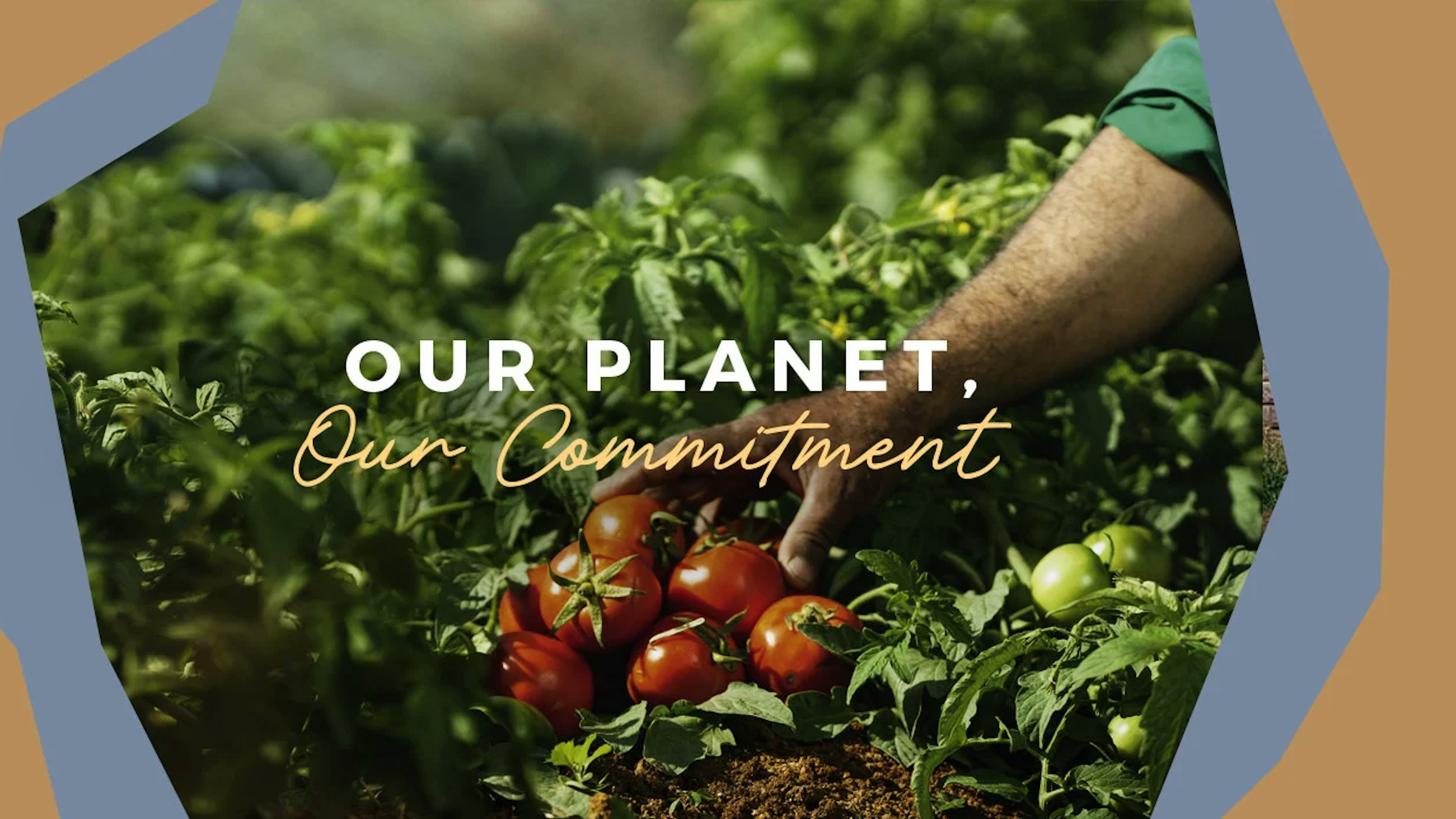 Picture of tomato plantation with written Our planet Our commitment